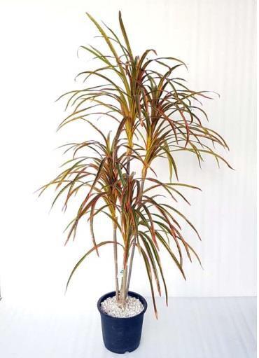 Artificial YUCCA PLANT