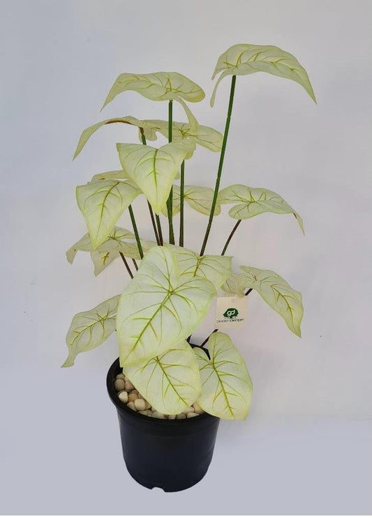 Artificial WHITE CALADIUM PLANT 24 INCH