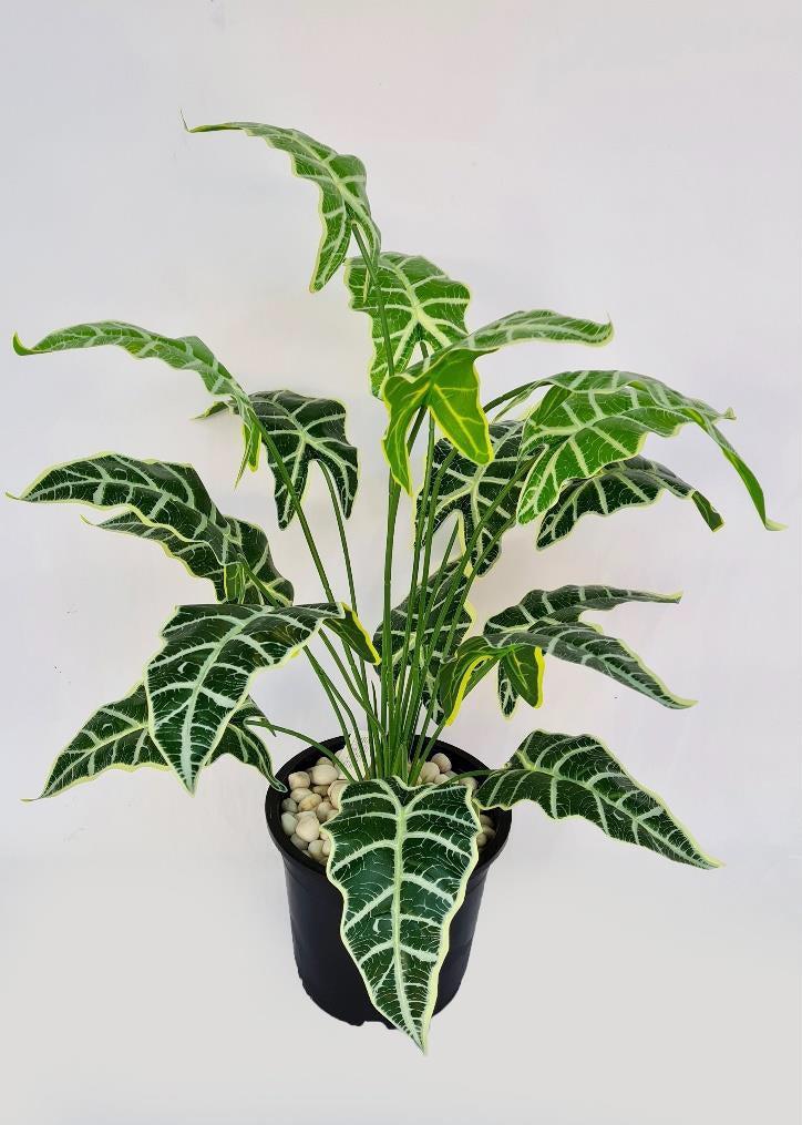 Artificial ALOCASIA PLANT-18 LEAF