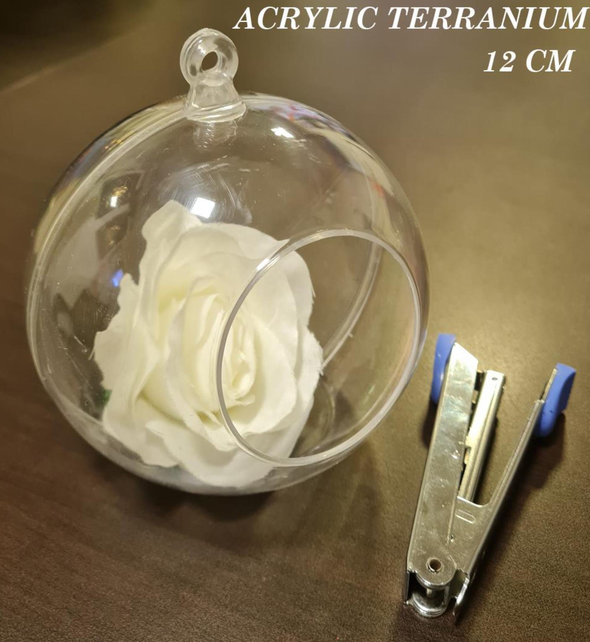 Acrylic terrarium with a white rose and a clip on a wooden surface