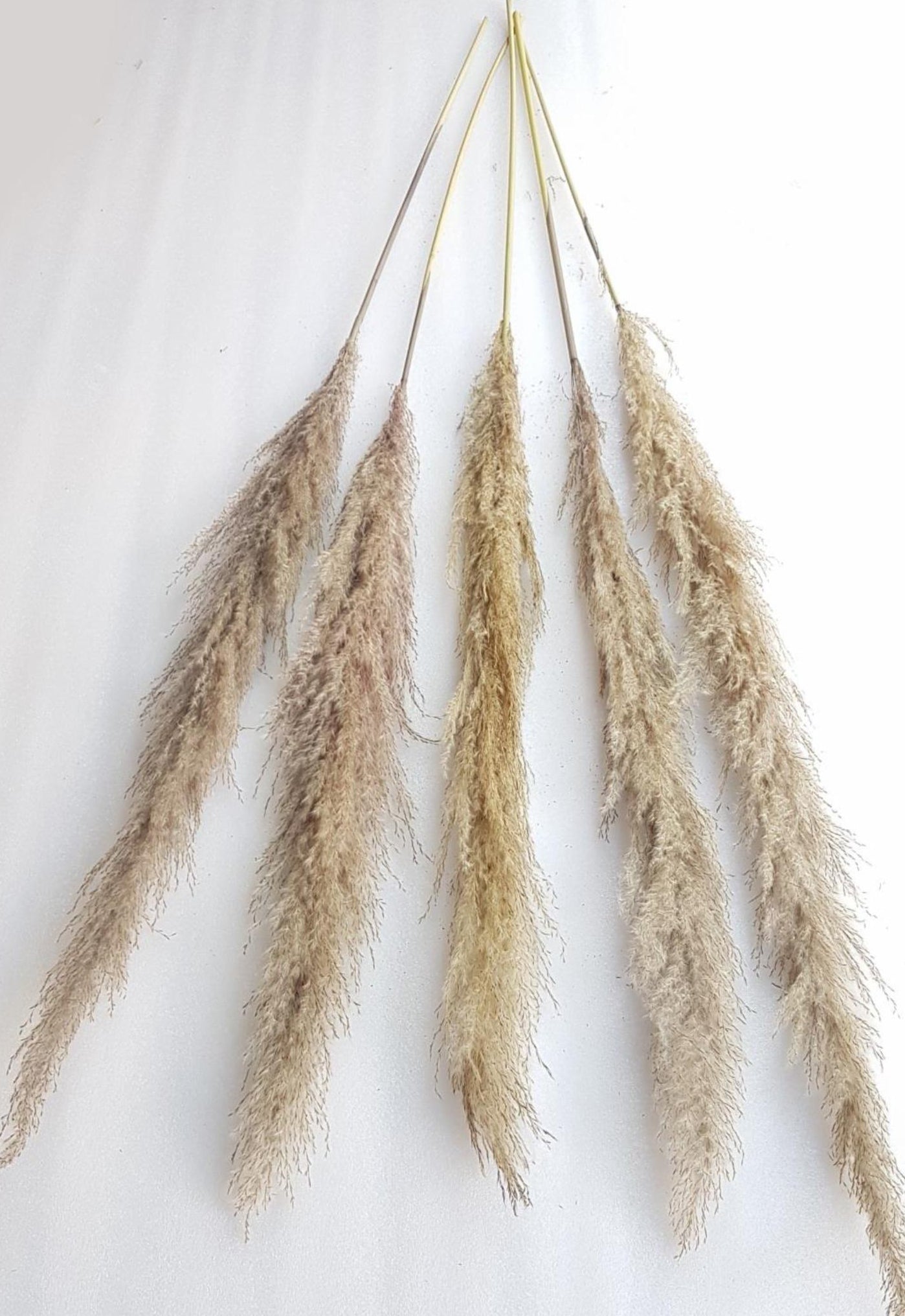 Pampas Grass Stick Natural (4 - 5 ft.)