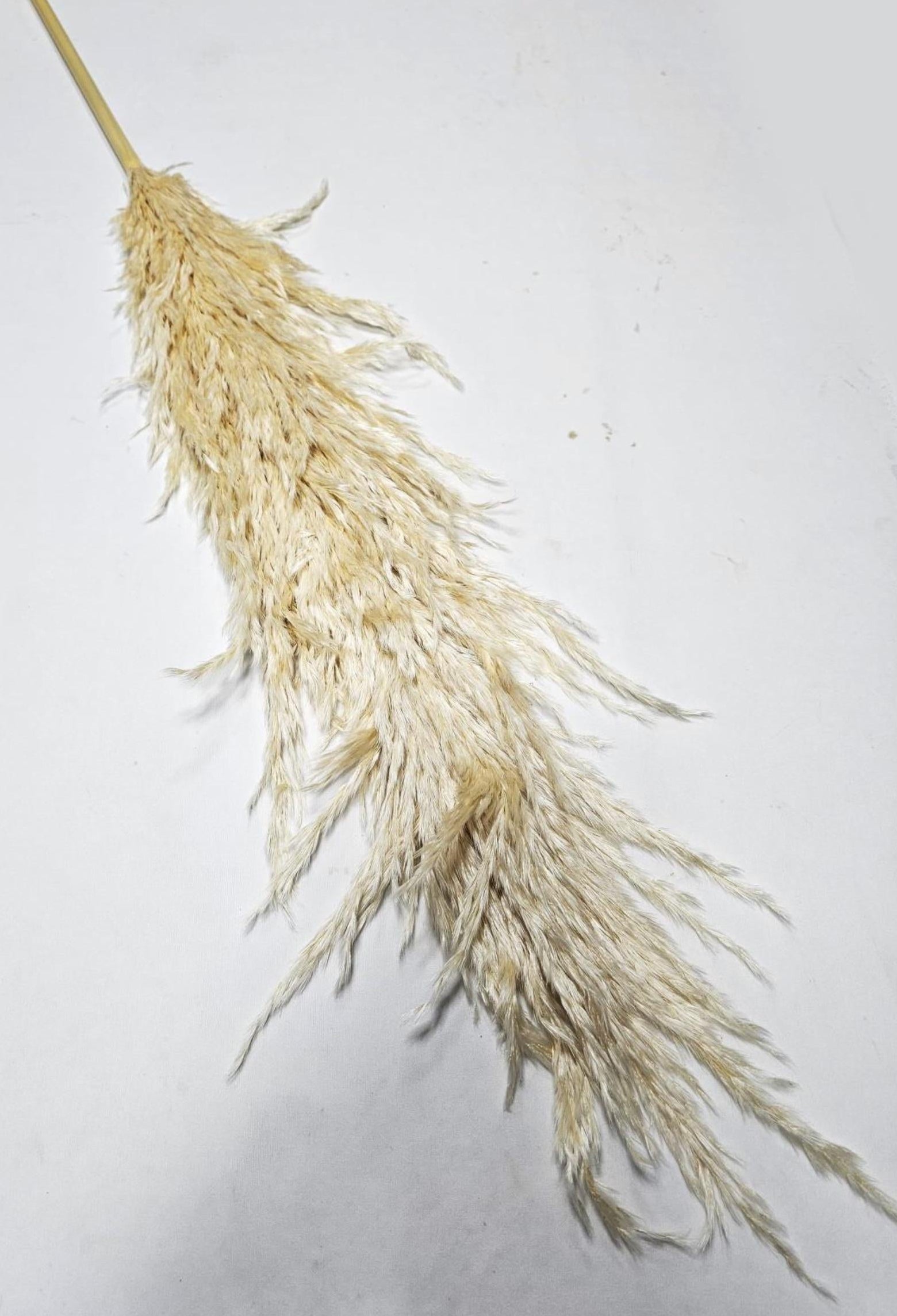Natural Dried Pampas Grass Thick