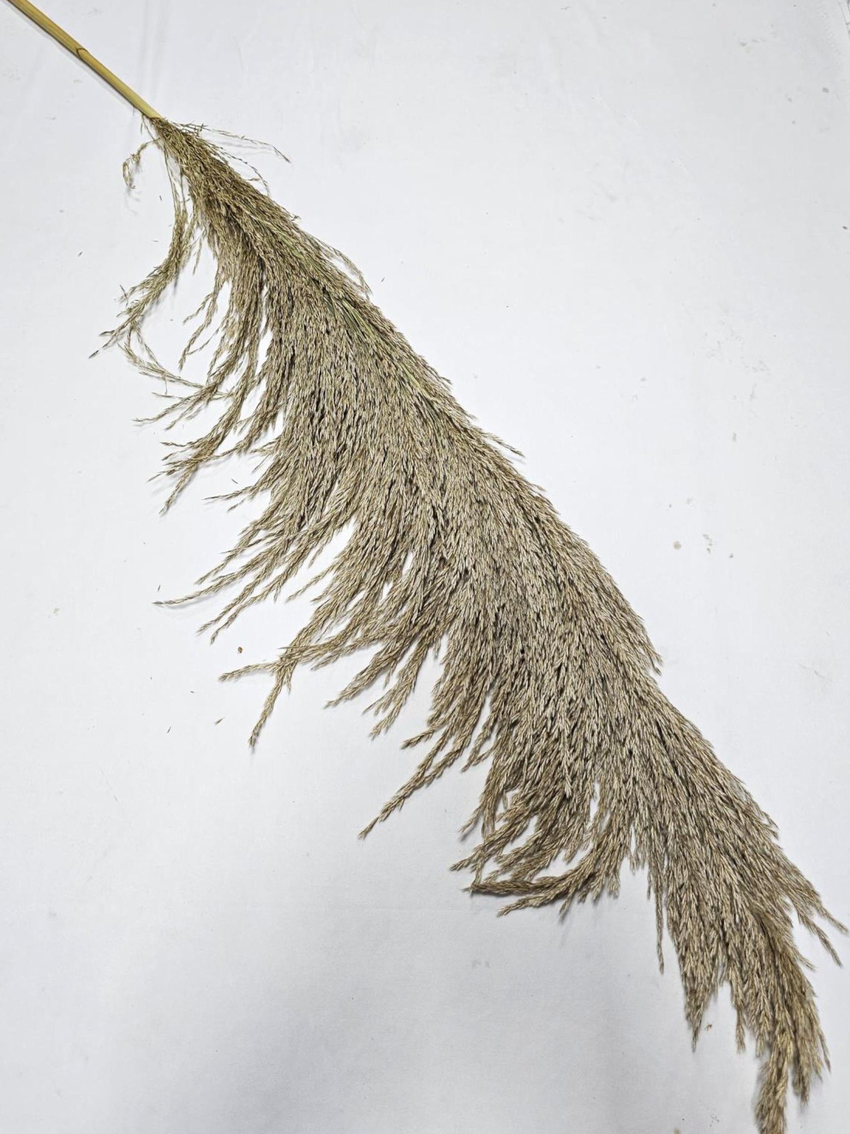 Natural Pampas Grass Thick (Beige)