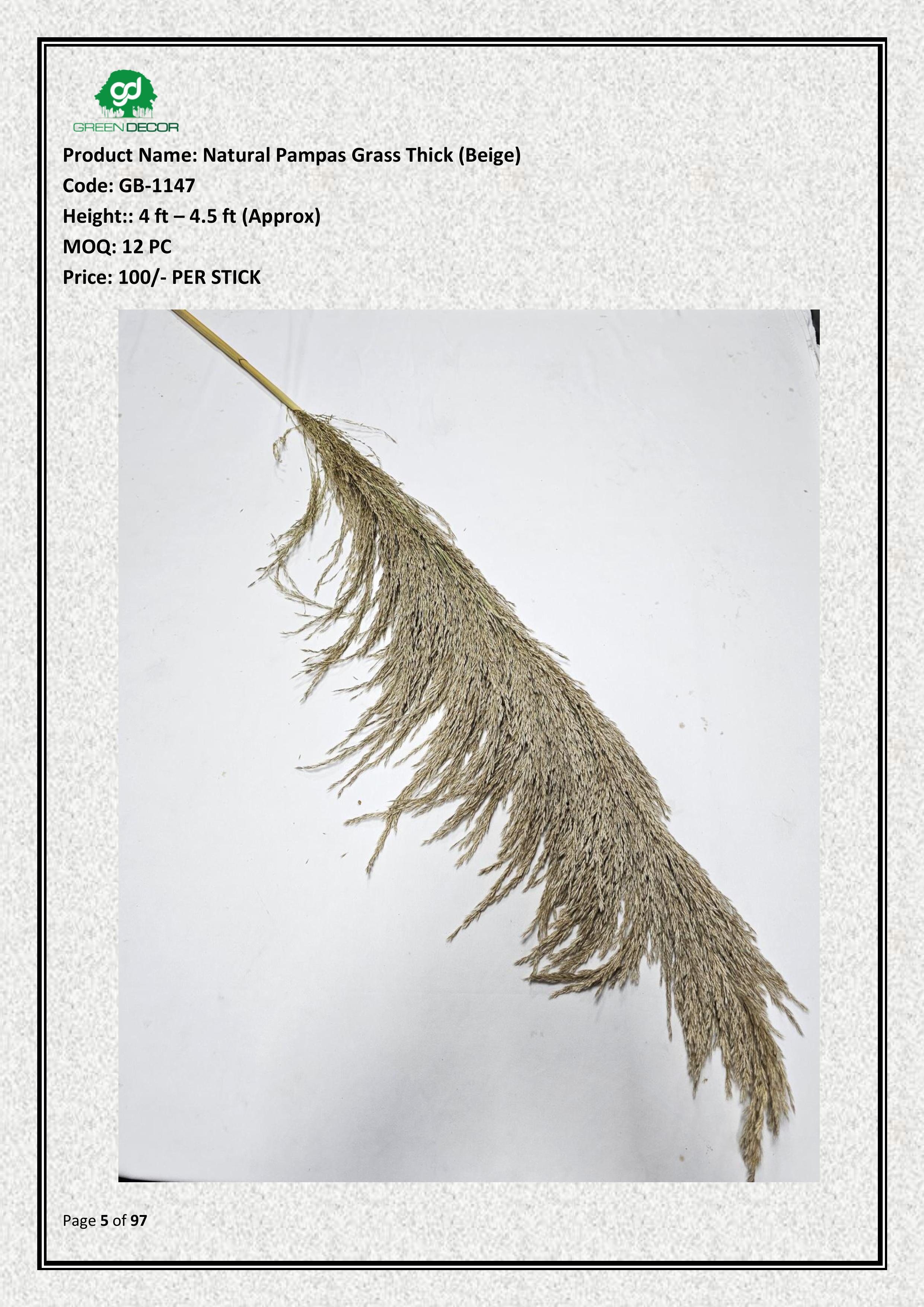 Natural Pampas Grass Thick (Beige)