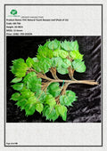 Artificial PVC Natural Touch Banyan Leaf  | Bargad Leaf (Pack of 12)