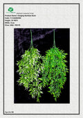 Artificial Bamboo Hanging Bush | Natural Look Home Décor