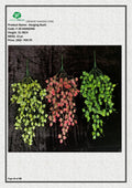 Artificial Ivy Hanging Bush | Realistic Wedding Decor