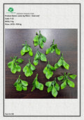 Artificial Loose kg fillers – Oval Leaf