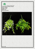 Artificial HQ Bamboo Leaf Bush – Stylish Bamboo Foliage
