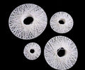 PROPS FOR WEDDING DECORATION GINNI BLOOM MUMBAI INDIA